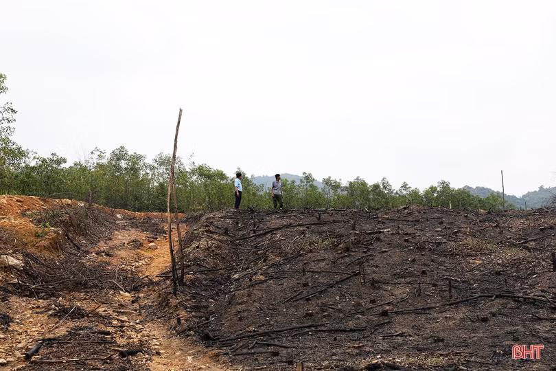 Cây keo nhiễm bệnh chết hàng loạt, người trồng rừng ở TX Kỳ Anh thiệt hại hàng tỷ đồng