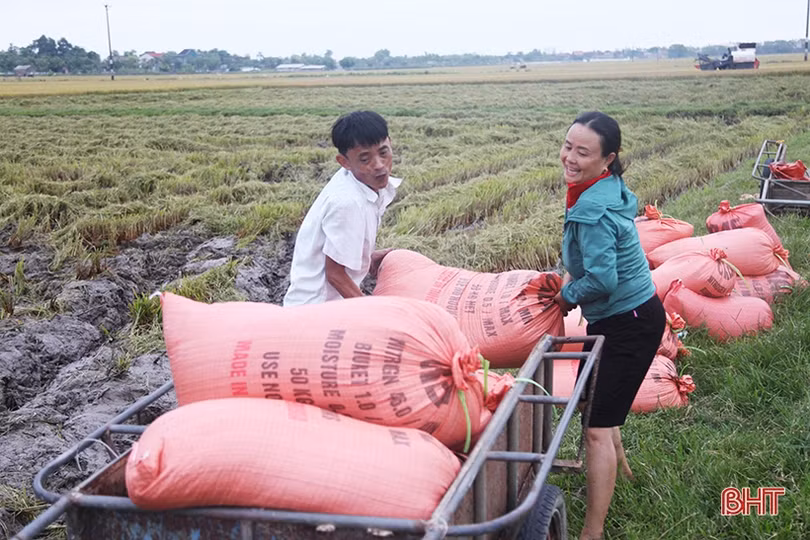 Chủ động ngăn tình trạng tranh giành, bảo kê gặt lúa ở Hà Tĩnh
