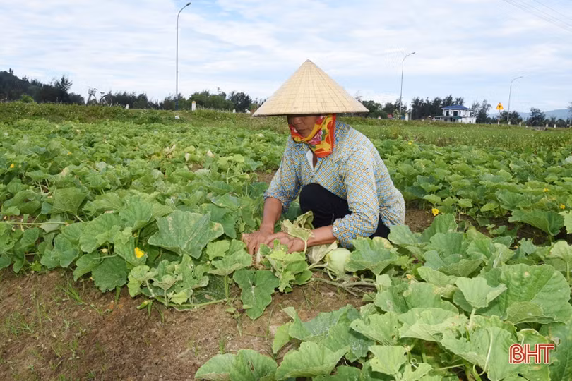 Dưa lê đem lại hiệu quả kinh tế cao trên đất cát pha ở Thịnh Lộc