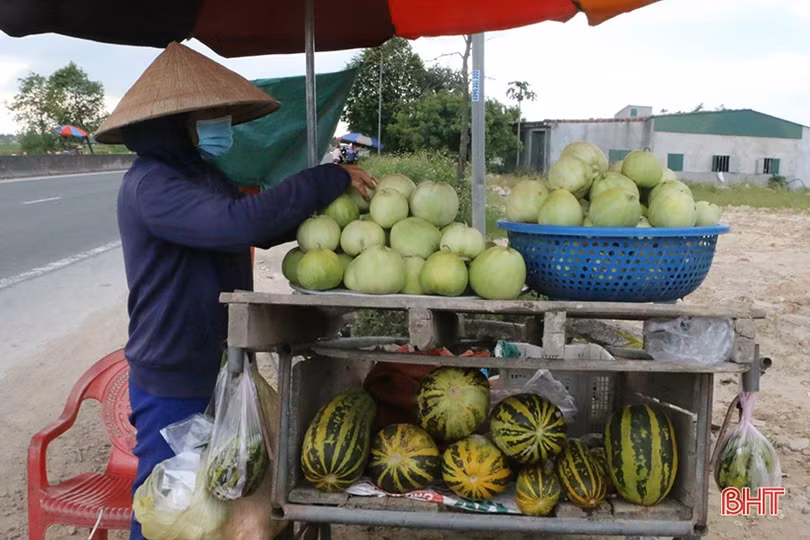 Mùa dưa “kém vui” của nông dân Thạch Hà