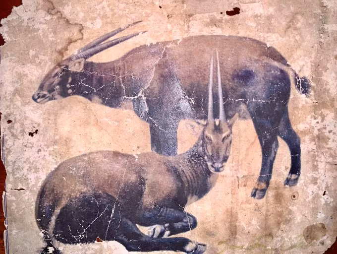 Hành trình sao la thành linh vật SEA Games 31