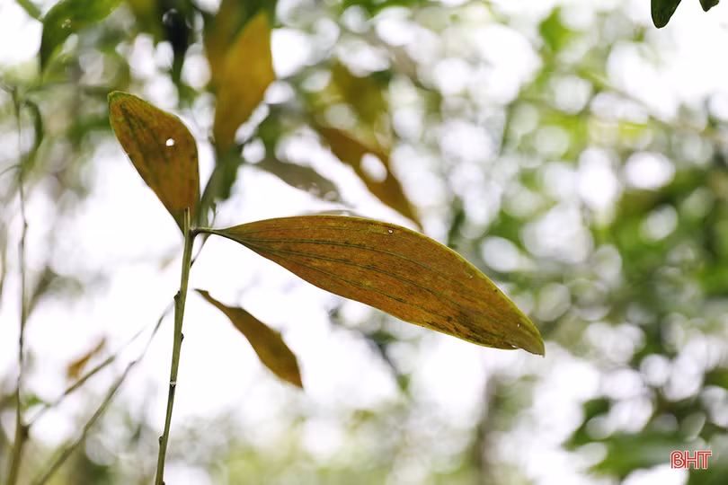 Cây keo nhiễm bệnh chết hàng loạt, người trồng rừng ở TX Kỳ Anh thiệt hại hàng tỷ đồng