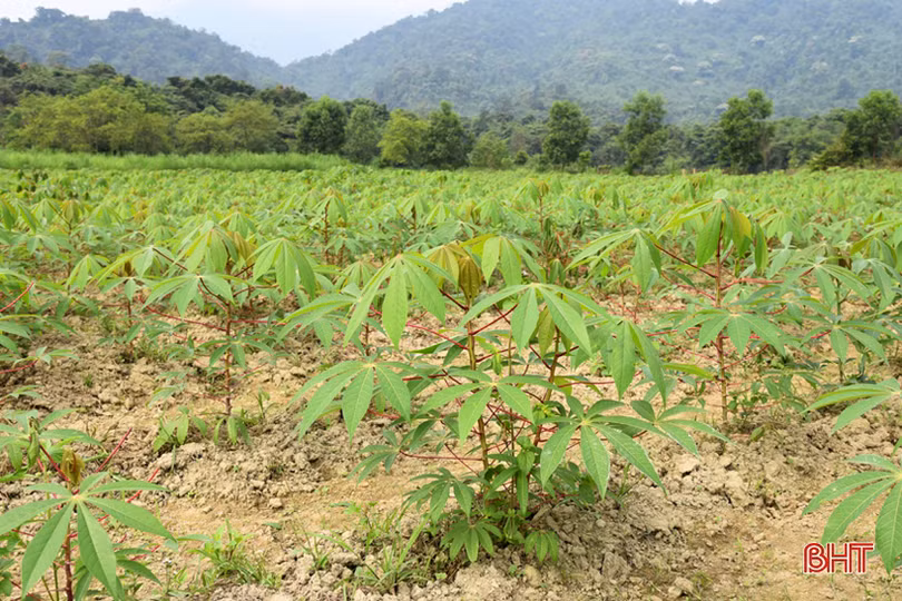 Đồn Biên phòng Hương Quang tăng gia sản xuất, đảm bảo nguồn thực phẩm sạch