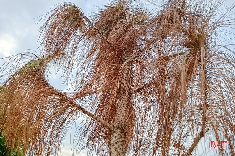 Những hình ảnh chưa đẹp ở công viên trung tâm TP Hà Tĩnh