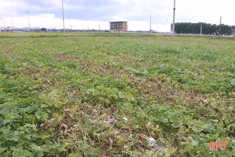 Mùa dưa “kém vui” của nông dân Thạch Hà