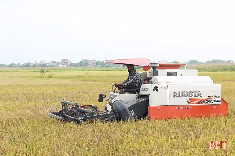 Mưa cận kề, nông dân Hà Tĩnh “chạy đuổi” thu hoạch lúa xuân