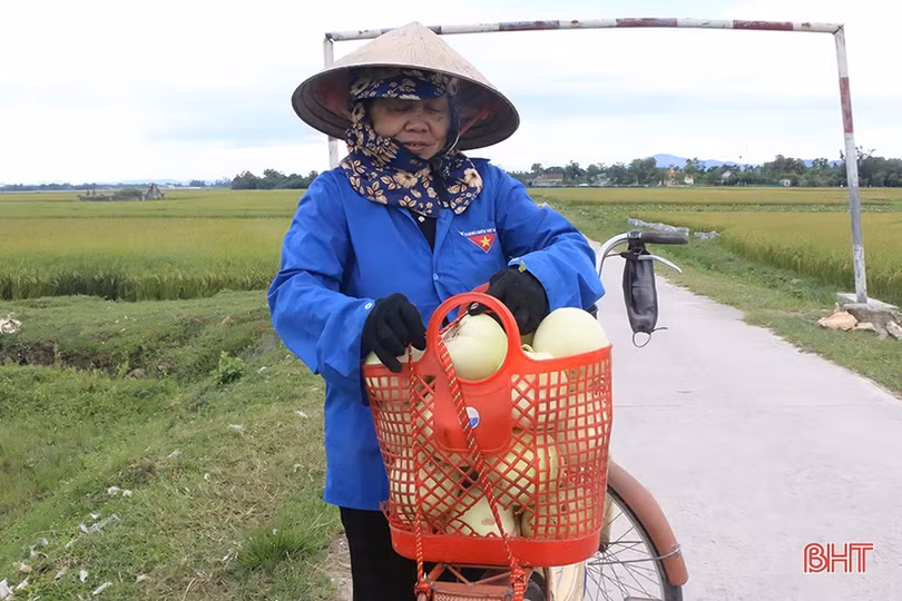 Mùa dưa “kém vui” của nông dân Thạch Hà