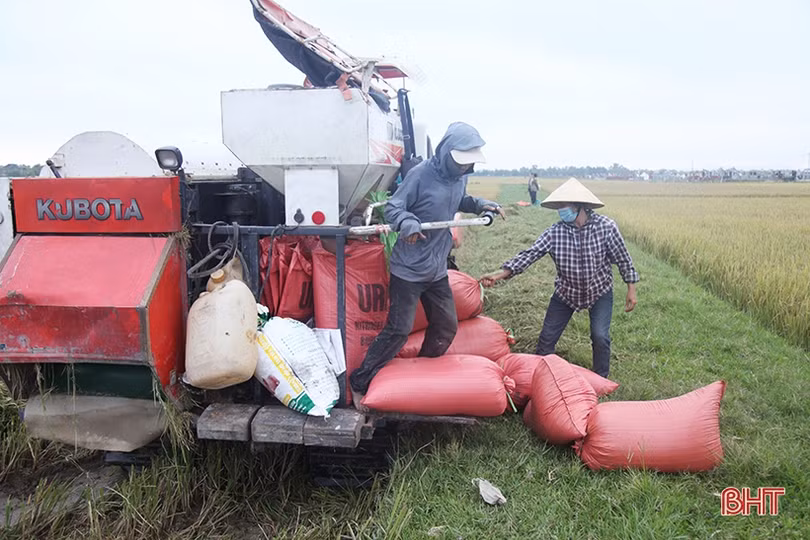 Chủ động ngăn tình trạng tranh giành, bảo kê gặt lúa ở Hà Tĩnh