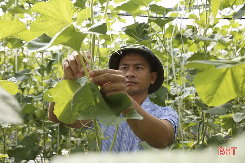 Mục sở thị vườn dưa lê vàng Hàn Quốc rộng hơn 2.000 m<sup>2</sup> tại TP Hà Tĩnh