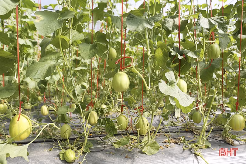 Mục sở thị vườn dưa lê vàng Hàn Quốc rộng hơn 2.000 m<sup>2</sup> tại TP Hà Tĩnh