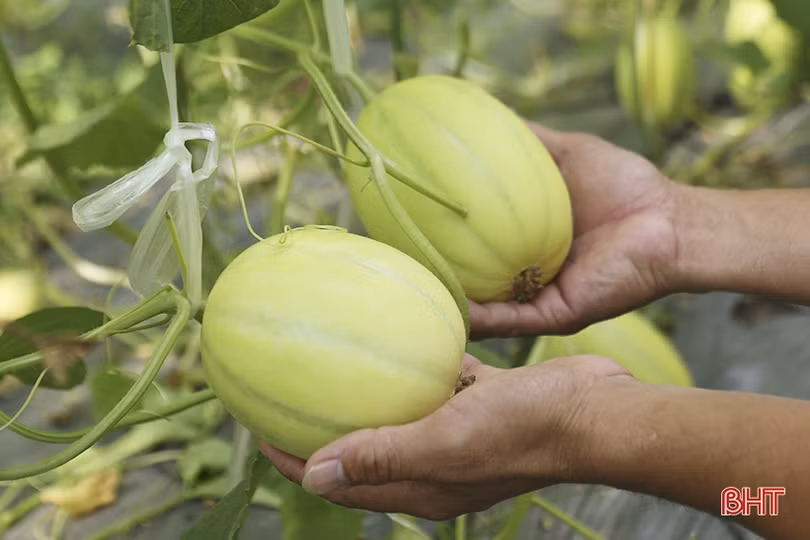 Mục sở thị vườn dưa lê vàng Hàn Quốc rộng hơn 2.000 m<sup>2</sup> tại TP Hà Tĩnh