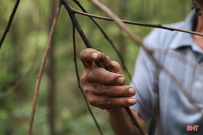 Cây keo nhiễm bệnh chết hàng loạt, người trồng rừng ở TX Kỳ Anh thiệt hại hàng tỷ đồng