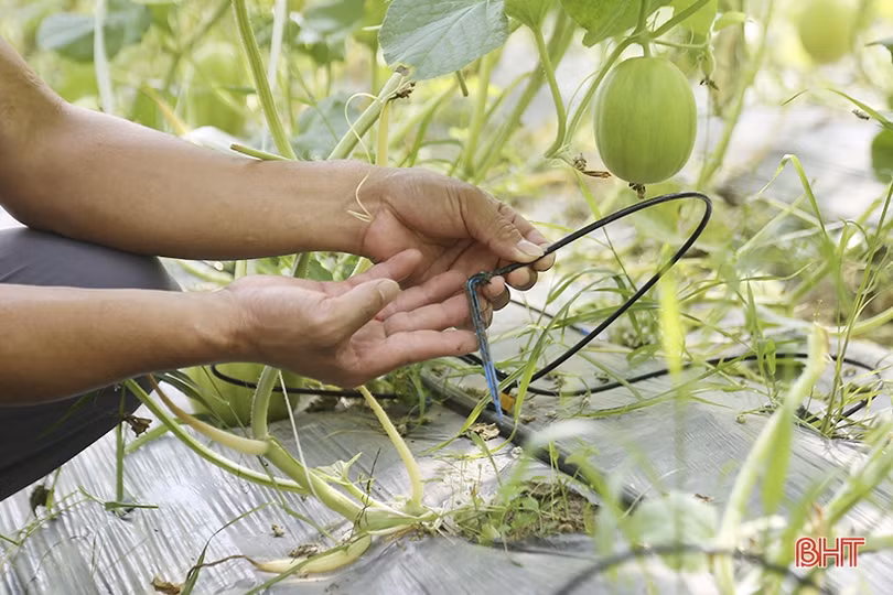 Mục sở thị vườn dưa lê vàng Hàn Quốc rộng hơn 2.000 m<sup>2</sup> tại TP Hà Tĩnh