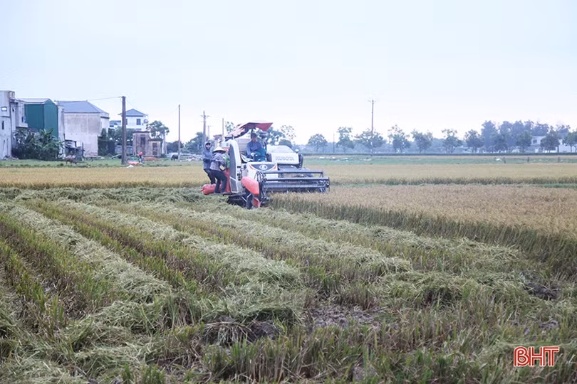 Chủ động ngăn tình trạng tranh giành, bảo kê gặt lúa ở Hà Tĩnh