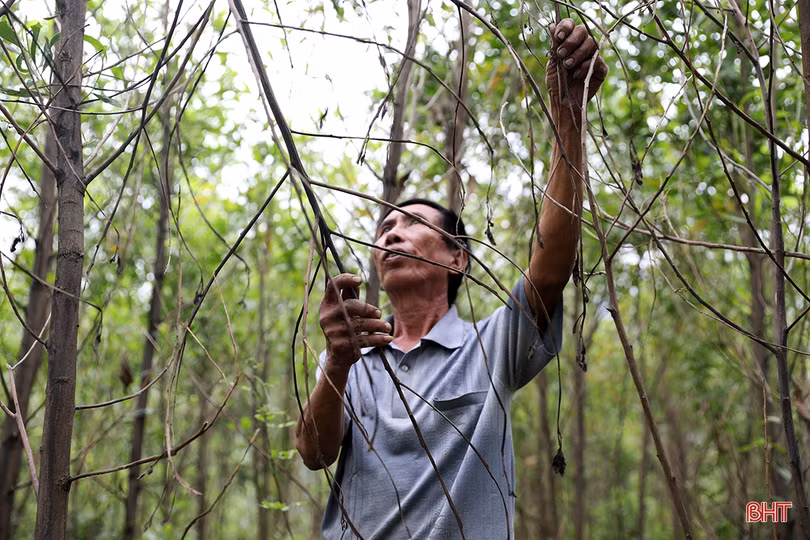 Cây keo nhiễm bệnh chết hàng loạt, người trồng rừng ở TX Kỳ Anh thiệt hại hàng tỷ đồng