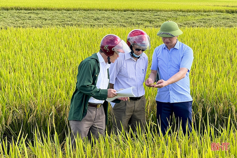Giống lúa Hương Thuần 8 ước đạt 64 tạ/ha, Đức Thọ tiếp tục sản xuất thử nghiệm