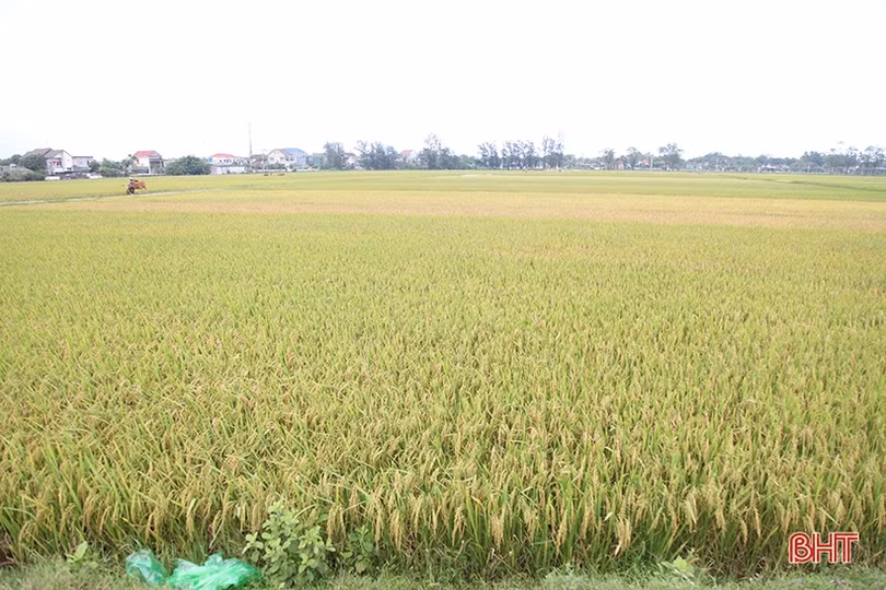 Chủ động ngăn tình trạng tranh giành, bảo kê gặt lúa ở Hà Tĩnh