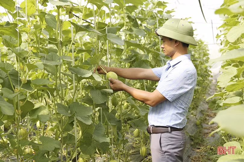 Mục sở thị vườn dưa lê vàng Hàn Quốc rộng hơn 2.000 m<sup>2</sup> tại TP Hà Tĩnh