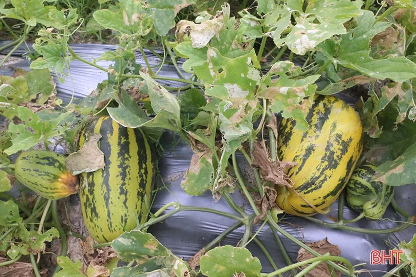 Mùa dưa “kém vui” của nông dân Thạch Hà