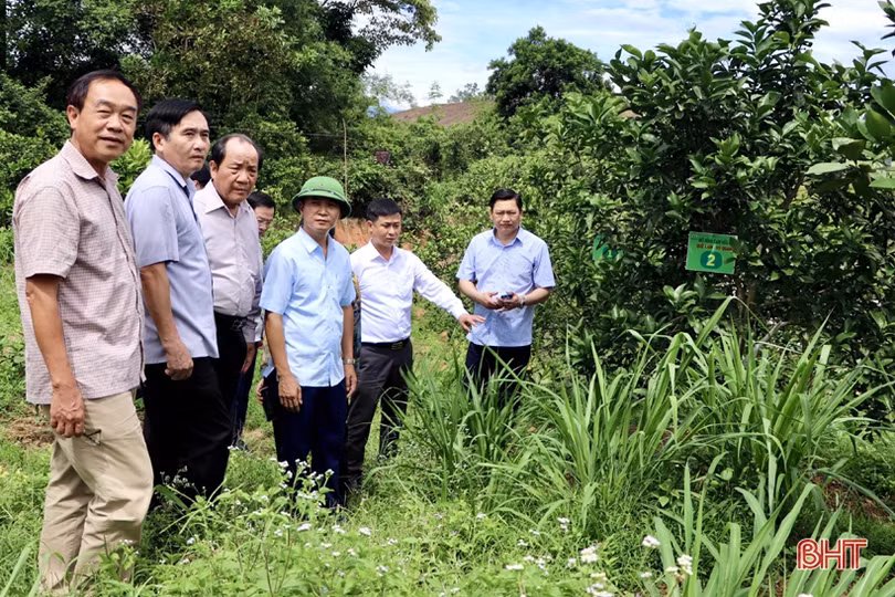 Vũ Quang có nhiều lợi thế để phát triển mô hình nông nghiệp hữu cơ