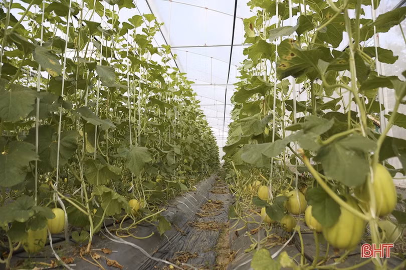 Mục sở thị vườn dưa lê vàng Hàn Quốc rộng hơn 2.000 m<sup>2</sup> tại TP Hà Tĩnh