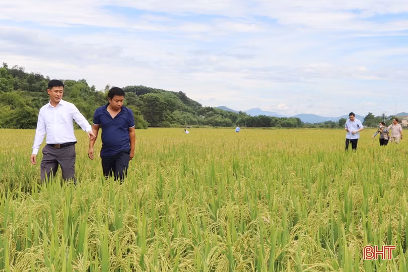 Vũ Quang có nhiều lợi thế để phát triển mô hình nông nghiệp hữu cơ