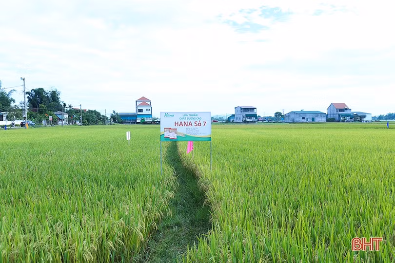 Giống lúa thử nghiệm HANA 7 sinh trưởng tốt, năng suất dự kiến 64 tạ/ha