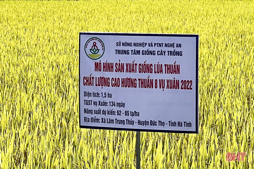 Giống lúa Hương Thuần 8 ước đạt 64 tạ/ha, Đức Thọ tiếp tục sản xuất thử nghiệm