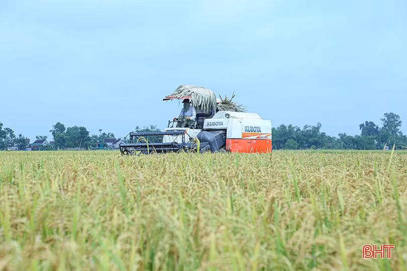 Mưa cận kề, nông dân Hà Tĩnh “chạy đuổi” thu hoạch lúa xuân