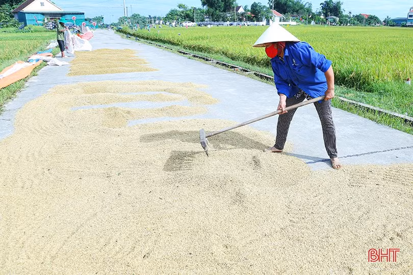 Mưa cận kề, nông dân Hà Tĩnh “chạy đuổi” thu hoạch lúa xuân