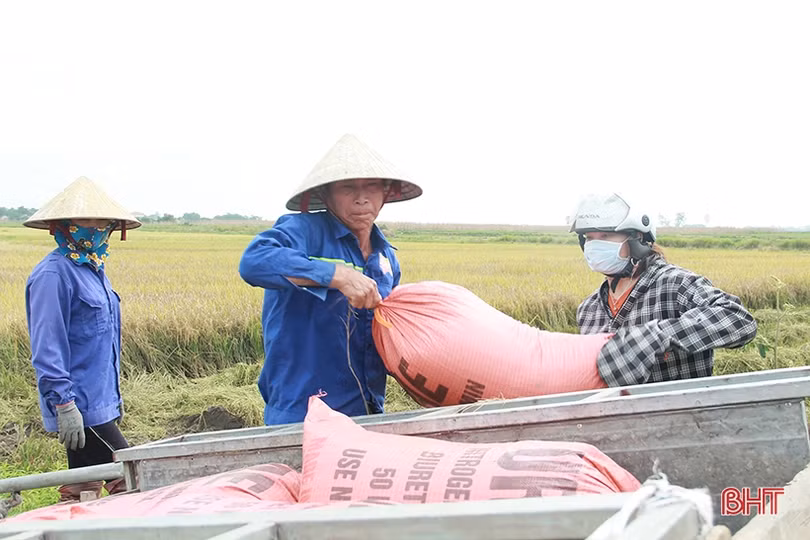 Mưa cận kề, nông dân Hà Tĩnh “chạy đuổi” thu hoạch lúa xuân