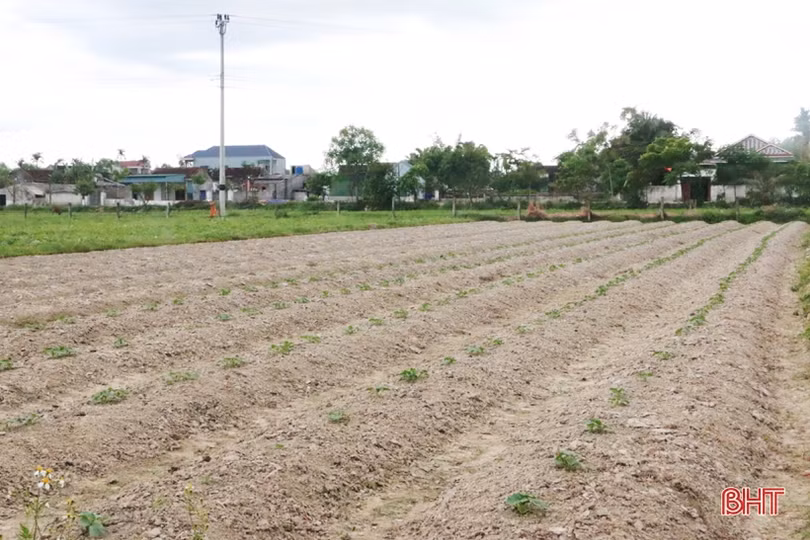 Mùa dưa “kém vui” của nông dân Thạch Hà