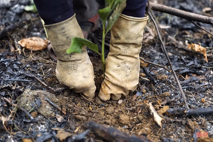 Cây keo nhiễm bệnh chết hàng loạt, người trồng rừng ở TX Kỳ Anh thiệt hại hàng tỷ đồng
