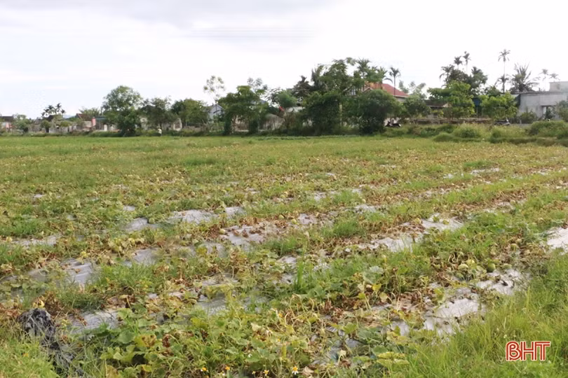 Mùa dưa “kém vui” của nông dân Thạch Hà