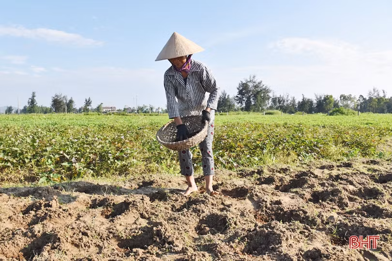 Dưa lê đem lại hiệu quả kinh tế cao trên đất cát pha ở Thịnh Lộc