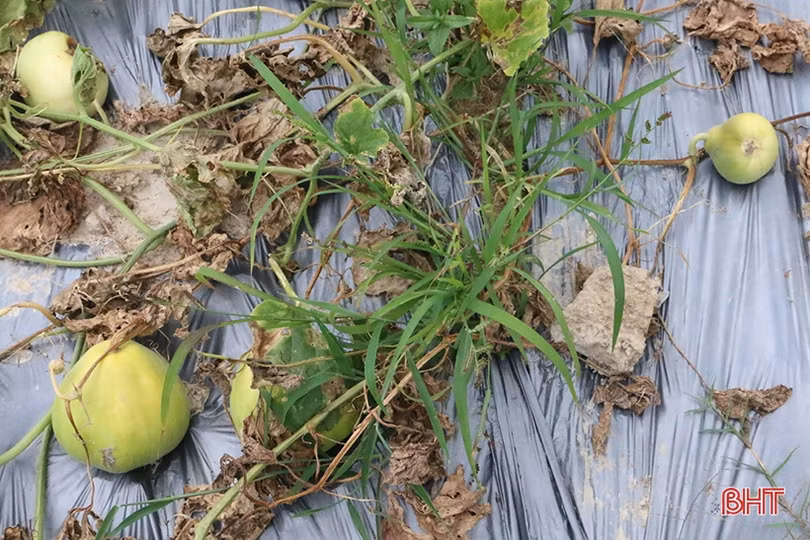 Mùa dưa “kém vui” của nông dân Thạch Hà