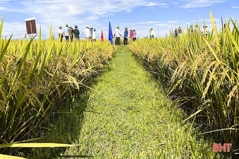 Giống lúa Hương Thuần 8 ước đạt 64 tạ/ha, Đức Thọ tiếp tục sản xuất thử nghiệm