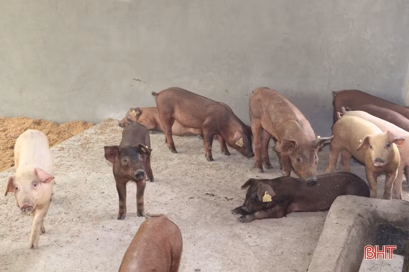 Vũ Quang có nhiều lợi thế để phát triển mô hình nông nghiệp hữu cơ