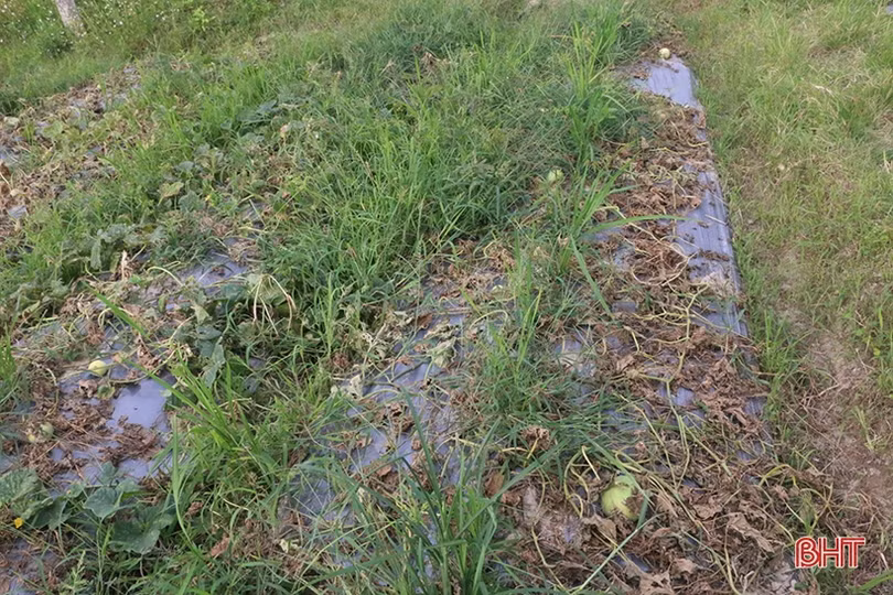 Mùa dưa “kém vui” của nông dân Thạch Hà