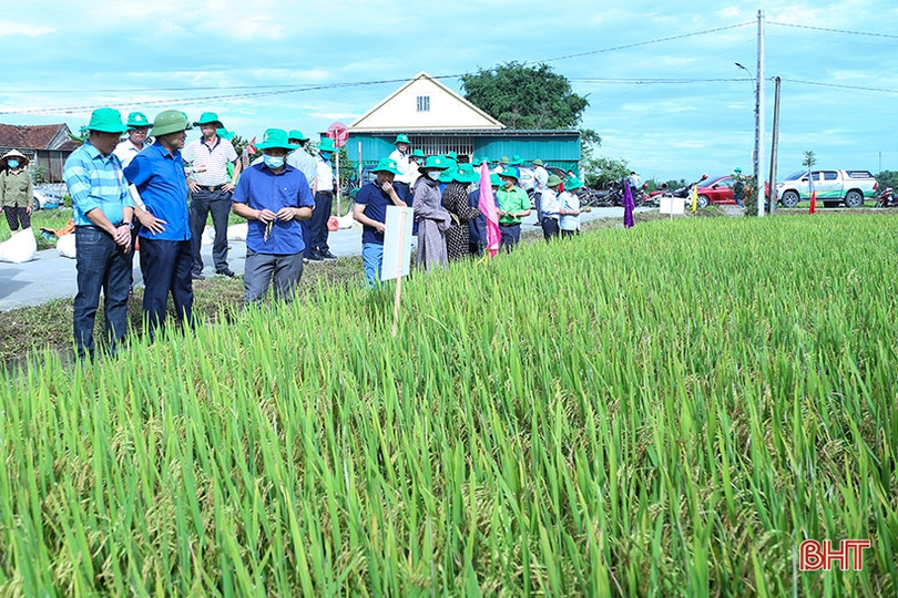 Giống lúa thử nghiệm HANA 7 sinh trưởng tốt, năng suất dự kiến 64 tạ/ha