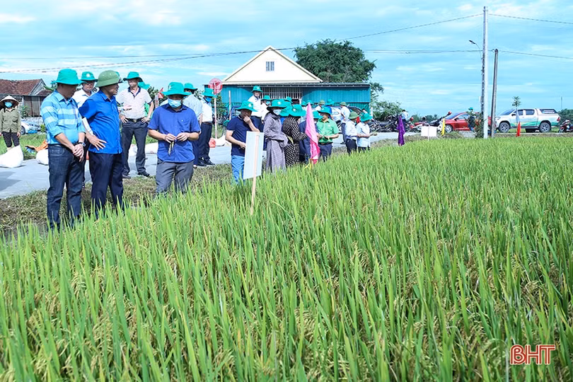 Giống lúa thử nghiệm HANA 7 sinh trưởng tốt, năng suất dự kiến 64 tạ/ha