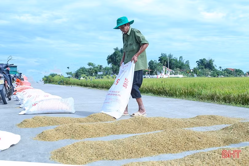 Mưa cận kề, nông dân Hà Tĩnh “chạy đuổi” thu hoạch lúa xuân