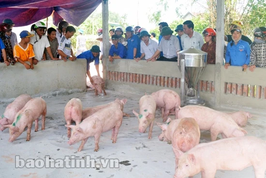 Ra mắt tổ hợp tác thanh niên chăn nuôi lợn liên kết ảnh 2