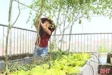 Mướt mắt những khu vườn "treo" trên sân thượng