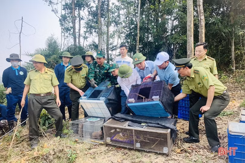 Hà Tĩnh gắn bảo vệ rừng với phát triển đa dạng hệ sinh thái