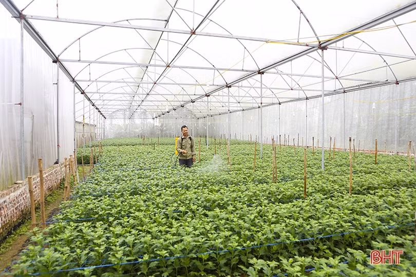 Thêm sắc thắm ngày xuân...