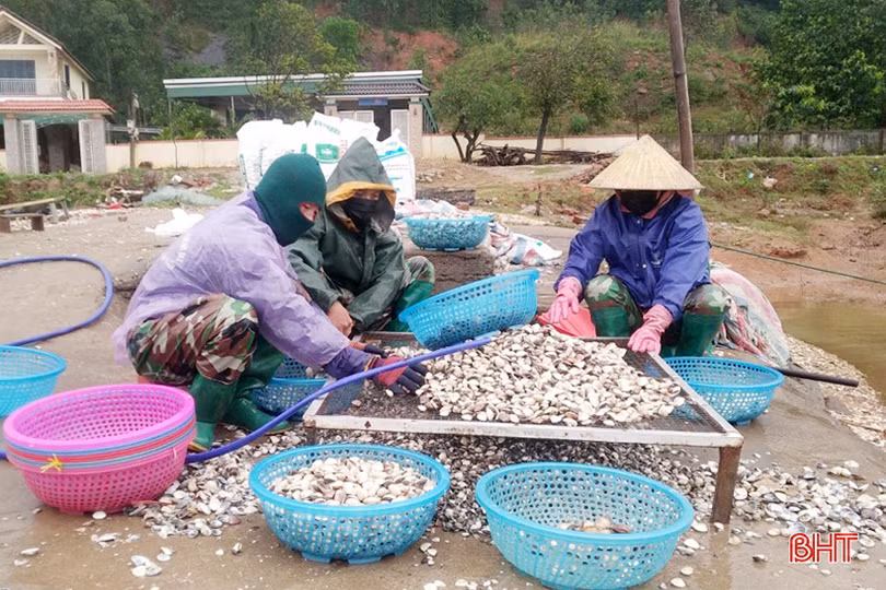 Hà Tĩnh nuôi nhuyễn thể cho giá trị sản xuất hơn 53 tỷ đồng