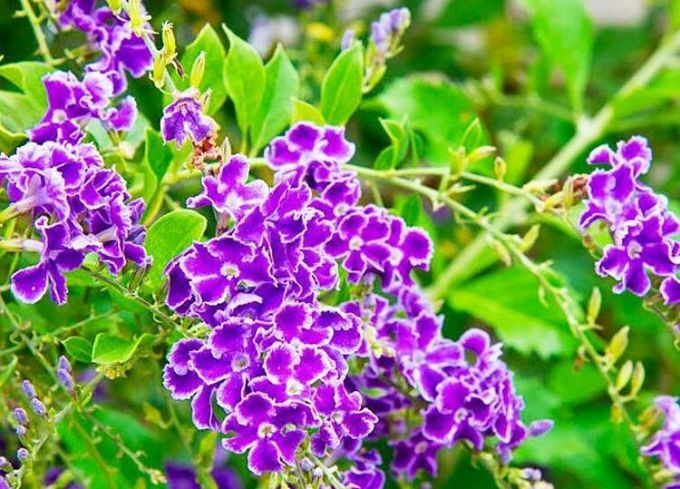 Các loài hoa ngày tết đẹp nhưng có độc
