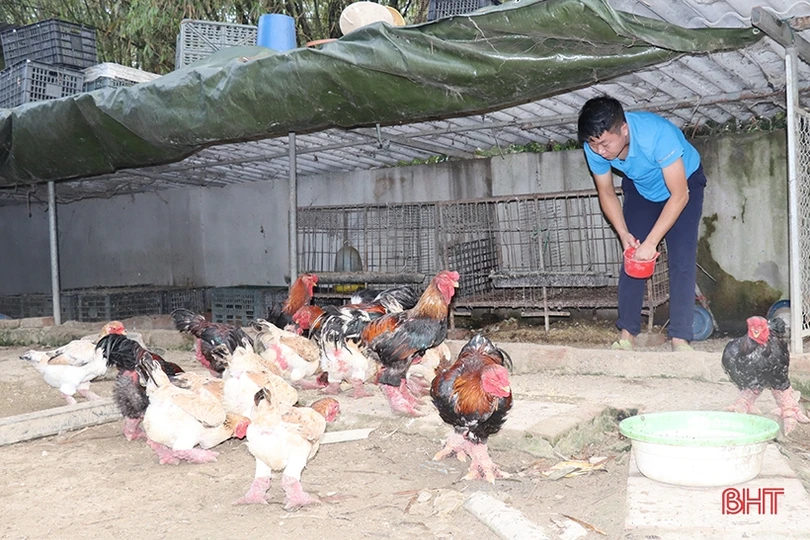 Nông dân Hà Tĩnh chăm vật nuôi đặc sản phục vụ thị trường tết