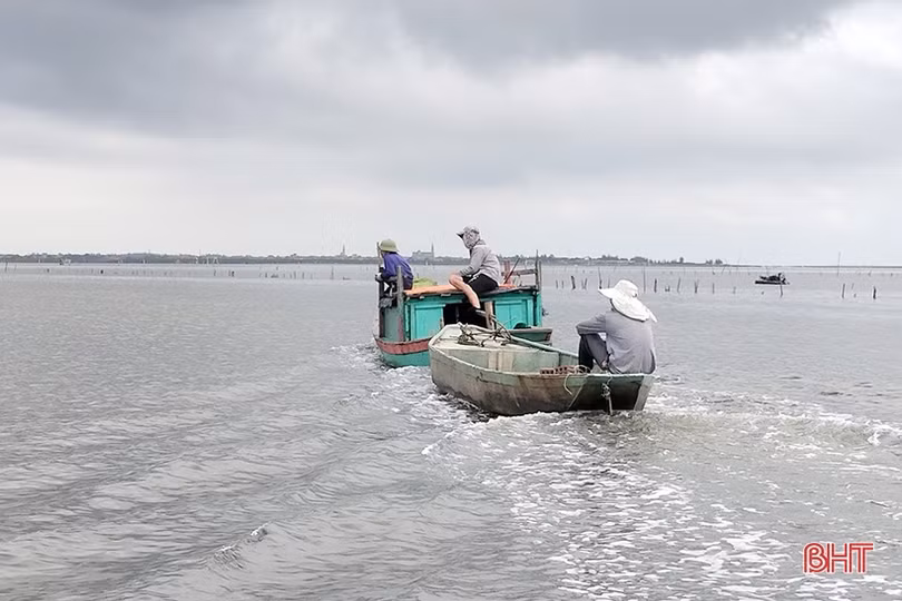 Hà Tĩnh nuôi nhuyễn thể cho giá trị sản xuất hơn 53 tỷ đồng